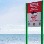 Recife registra dois ataques de tubarão em apenas dois dias