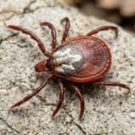 Casos de febre maculosa se concentram nas Regiões Norte e Noroeste